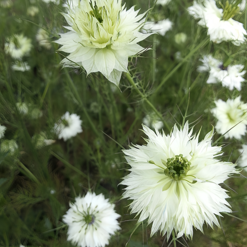 White Love in Seeds