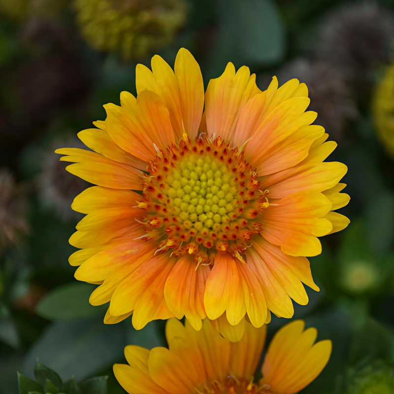 Blanket Flower Seeds Arizona Apricot Yellow