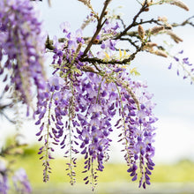 Wisteria Seeds
