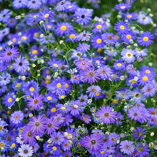 Swan River Daisy Seeds - Purplish Blue