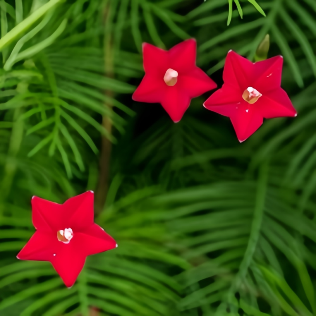 Red Morning Glory Seeds