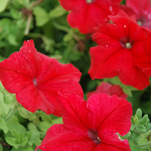 Red Petunia Seeds