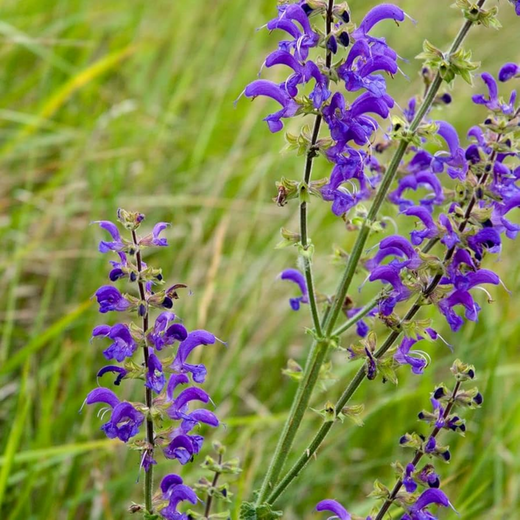 Red Sage Seeds