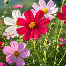 Mix Cosmos Seeds