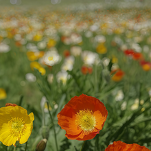 Mixed Poppy Seeds