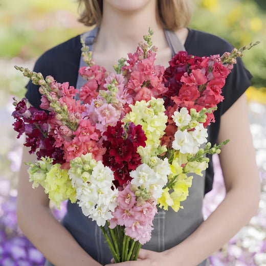 Snapdragon Seeds - Mix