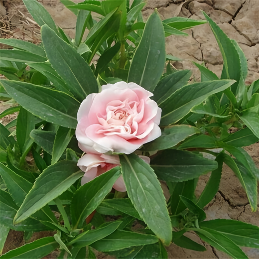 Impatiens Balsamina Seeds - Pink