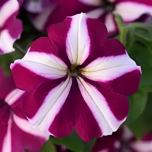 Purple White Petunia Seeds