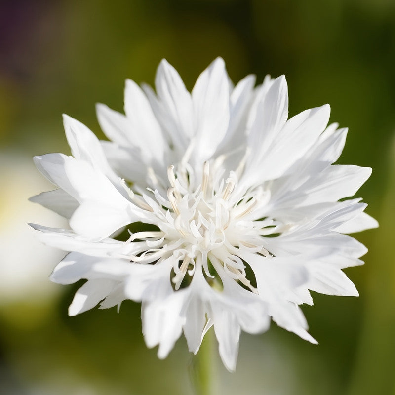 Cornflower Seeds - White