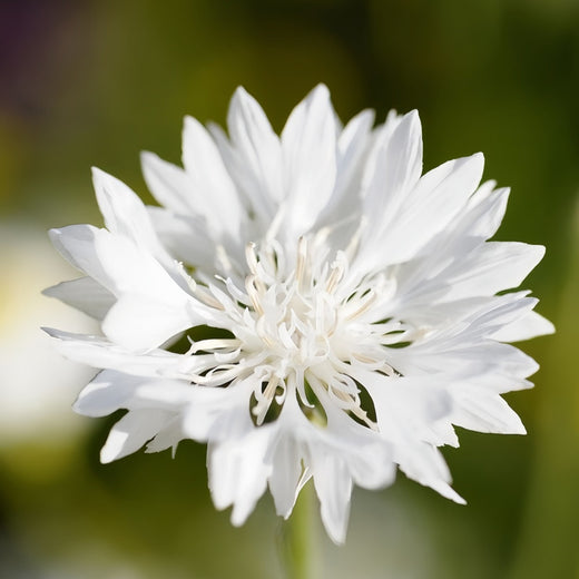 Cornflower Seeds - White