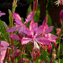 Gaura Seeds - Pink
