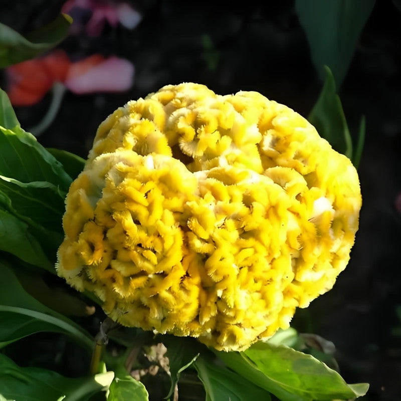 Yellow Celosia Seeds