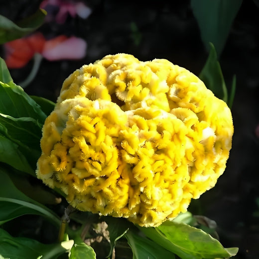 Yellow Celosia Seeds