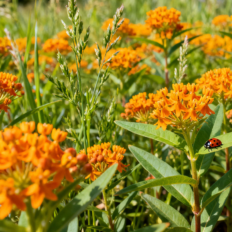 Orange Butterfly Milkweed Seeds