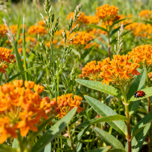 Orange Butterfly Milkweed Seeds