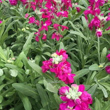 Stock Seeds - Red