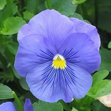 Pansy Seeds - Pure Blue