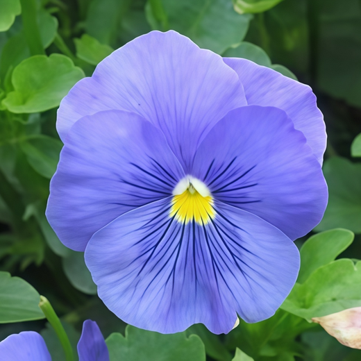 Pansy Seeds - Pure Blue