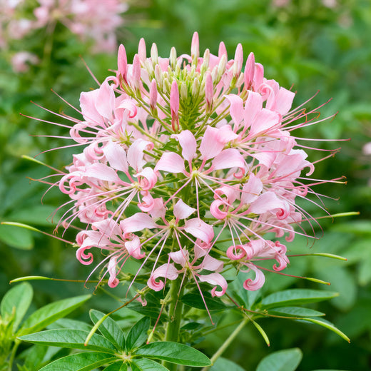 Cleome Seeds - Pink