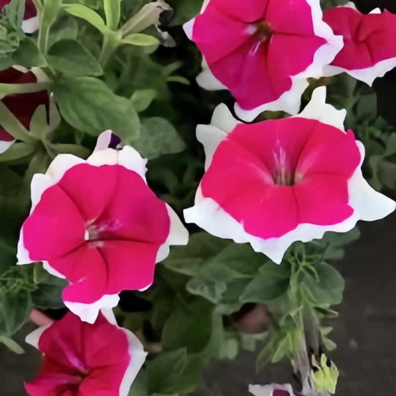 Mix Petunia Seeds