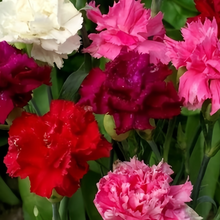 Mix Double Dianthus Seeds