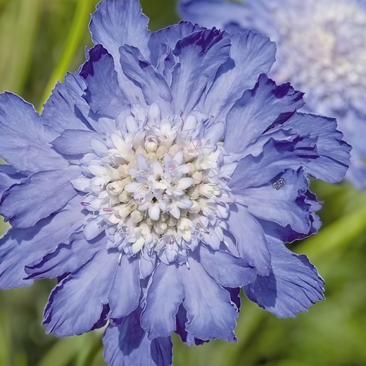 Scabiosa Seeds - Blue