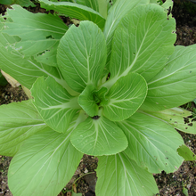 Bok Choy Chinese Cabbage Seeds