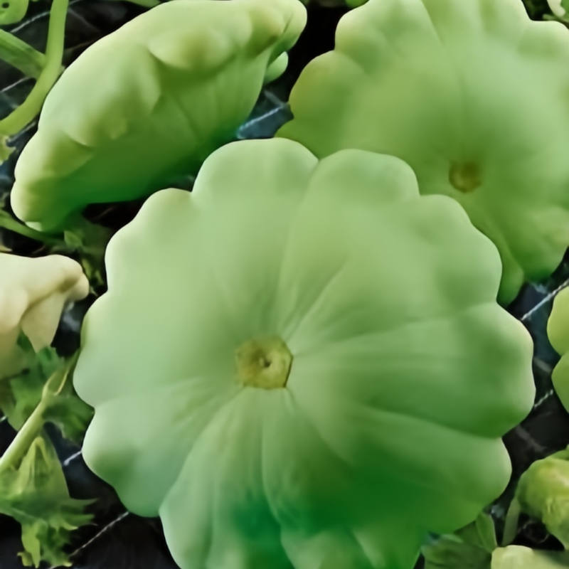 Trophy Mixed Squash Seeds