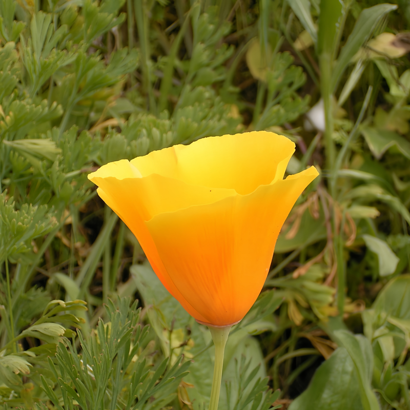 Orange California Poppy Seeds