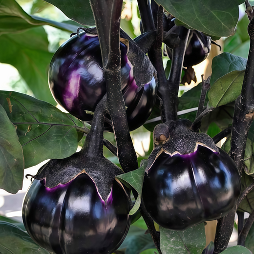 Purple Flat Solanum Seeds