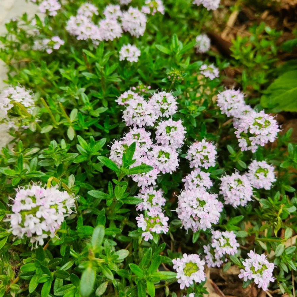Creeping Thyme Seeds White Beautiful Ground Cover