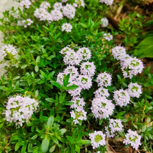 Creeping Thyme Seeds White Beautiful Ground Cover