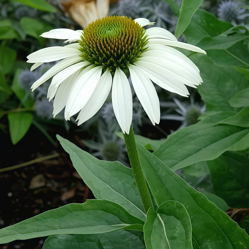 Purple Coneflower Seeds - White