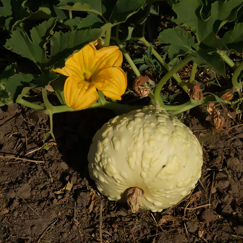 Youth Mix Squash Seeds