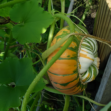 Cense Orange Squash Seeds