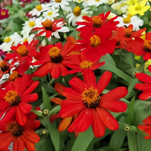 Red Single Zinnia Seeds
