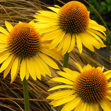 Purple Coneflower Seeds - Yellow