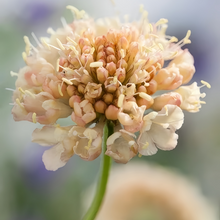 Scabiosa Seeds - Yellow