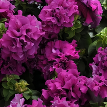 Rose Red Petunia Seeds
