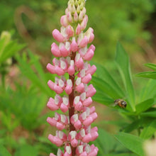 Lupine Seeds - Pink