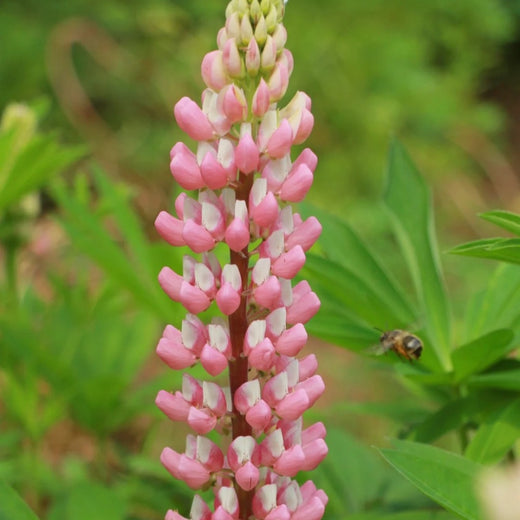 Lupine Seeds - Pink