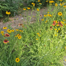 Highway Hillside Wildflower Mix
