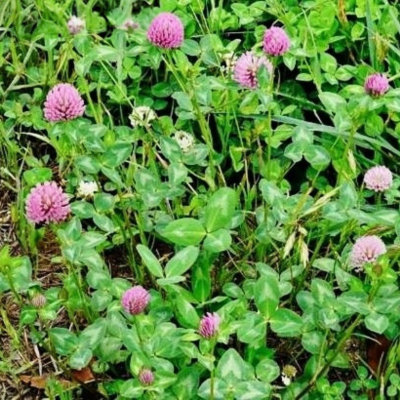 Red Clover Seeds
