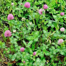 Red Clover Seeds