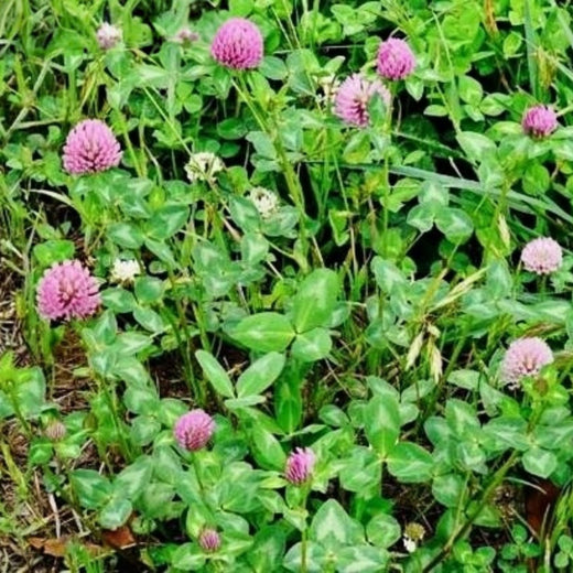 Red Clover Seeds