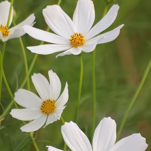 White Cosmos Seeds