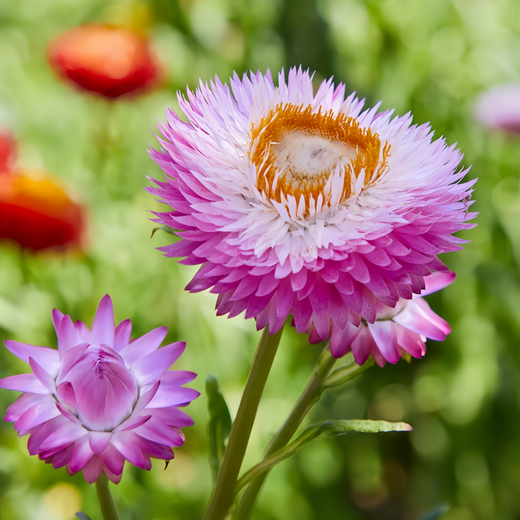 Strawflower Seeds - Pink