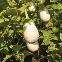 White Solanum Seeds