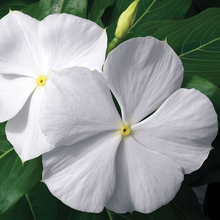 Vinca Seeds - White