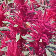 Red Love Lies Bleeding Amaranth Seeds